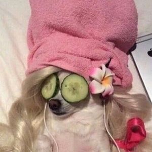 Meet your Posher, Abby